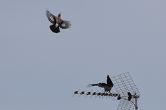 Garrulus glandarius