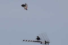 Garrulus glandarius