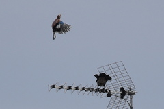 Garrulus glandarius