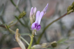 Astragalus serenoi