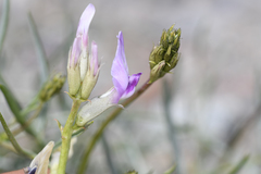 Astragalus serenoi