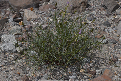 Astragalus serenoi