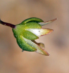 Nemacladus morefieldii