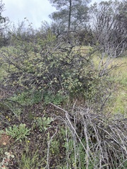Fremontodendron decumbens