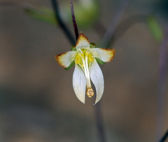 Nemacladus morefieldii