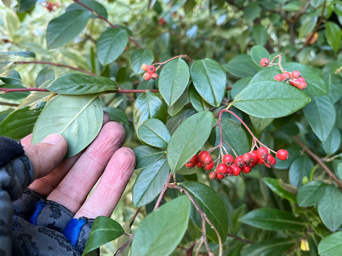 Cotoneaster glaucophyllus
