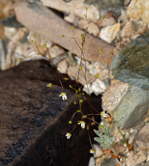 Nemacladus morefieldii