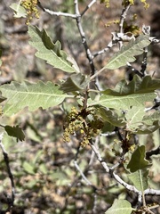 Quercus welshii