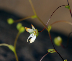 Nemacladus morefieldii