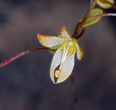 Nemacladus morefieldii