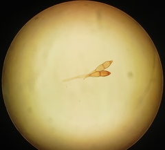 Puccinia graminis