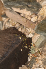 Nemacladus morefieldii