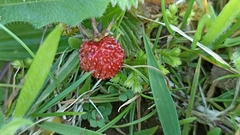 Fragaria vesca vesca