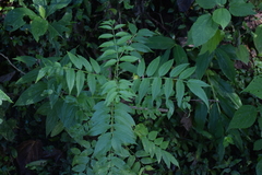 Tecoma stans