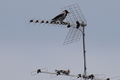 Garrulus glandarius