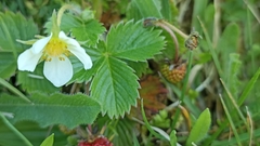 Fragaria vesca vesca