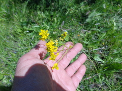 Rorippa brachycarpa