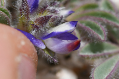Lupinus brevicaulis