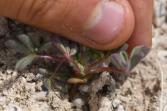 Lupinus brevicaulis
