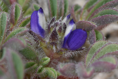 Lupinus brevicaulis