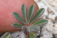 Lupinus brevicaulis