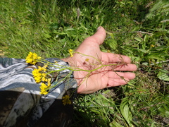 Rorippa brachycarpa