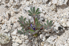 Lupinus brevicaulis