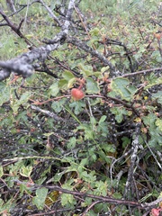 Fremontodendron decumbens