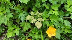 Peronospora ranunculi