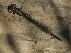 Ischnura denticollis