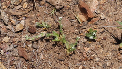 Plagiobothrys collinus fulvescens