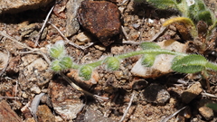 Plagiobothrys collinus fulvescens