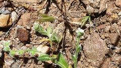 Plagiobothrys collinus fulvescens
