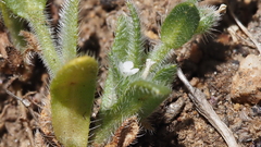 Plagiobothrys collinus fulvescens