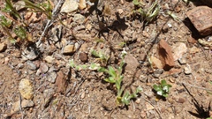 Plagiobothrys collinus fulvescens