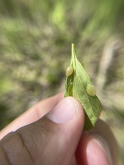 Blaesodiplosis venae