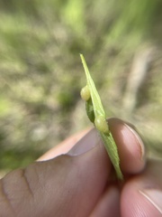 Blaesodiplosis venae