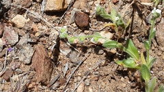 Plagiobothrys collinus fulvescens