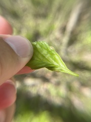 Blaesodiplosis venae