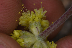 Eriogonum alexanderae