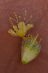 Eriogonum alexanderae