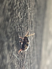 Cryptocephalus leucomelas