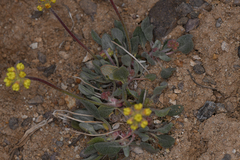 Eriogonum alexanderae