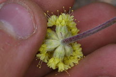 Eriogonum alexanderae