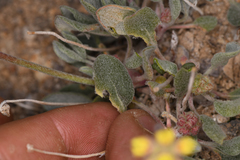 Eriogonum alexanderae