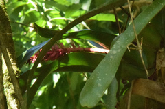 Aechmea cylindrata