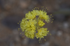 Eriogonum alexanderae
