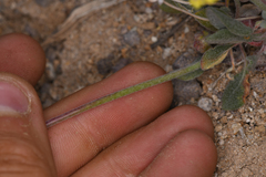 Eriogonum alexanderae