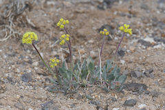 Eriogonum alexanderae