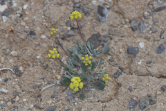 Eriogonum alexanderae
